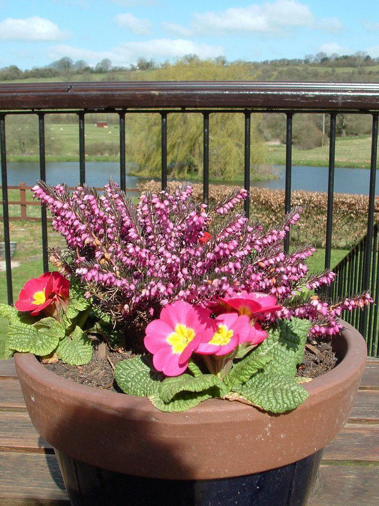 Cameley Lodge - Self Catering Temple Cloud Kültér fotó